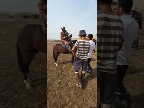 Видео: ПОЙГАИ БУЗКАШИ ДАР ГУЛИСТОН Ж БАЛХИ