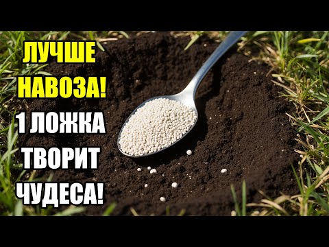 Видео: 1 ложка на ведро воды — лучше любого навоза! Секрет, который оживит землю и увеличит урожай!