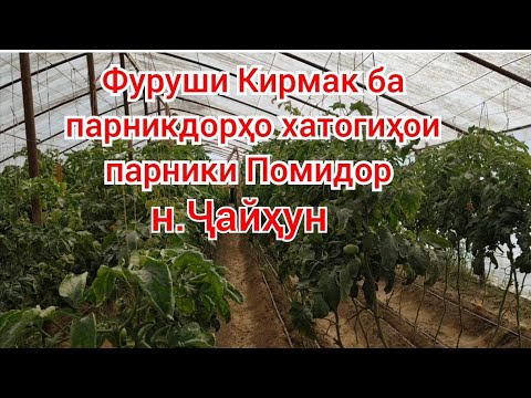 Видео: Хариди кирмак барои парники помидор 