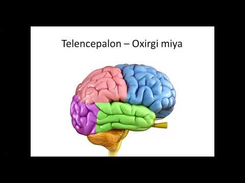 Видео: Oxirgi miya_Охирги мия_Telencepalon Иброхимова Л.И