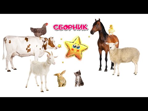 Видео: Сборник Мультфильмов по Системе Монтессори⭐Учим Животных | Учим Цвета⭐Развивающие Мультики для Детей