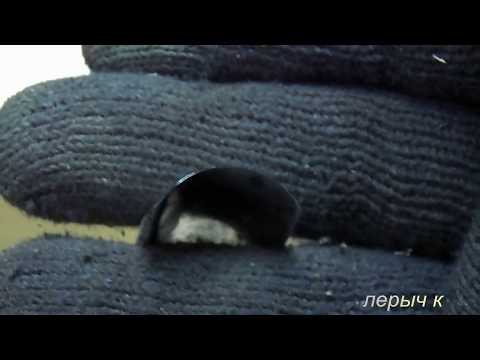 Видео: НОВАЯ старая стамеска