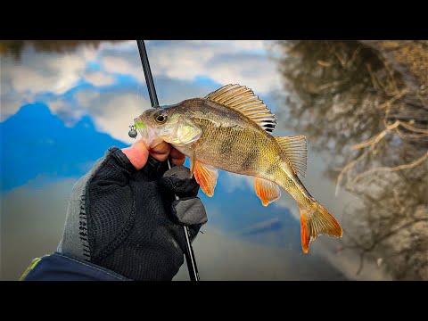 Видео: КАК РАСШЕВЕЛИТЬ ПАССИВНУЮ РЫБУ НА НИЖНЕЙ МОСКВА-РЕКЕ? / МИКРОДЖИГ В СЕРЕДИНЕ ЗИМЫ