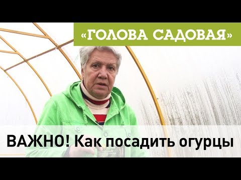 Видео: Голова садовая - ВАЖНО! Как посадить огурцы