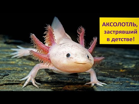 Видео: АКСОЛОТЛЬ: почему он не хочет взрослеть? Наталья Носова
