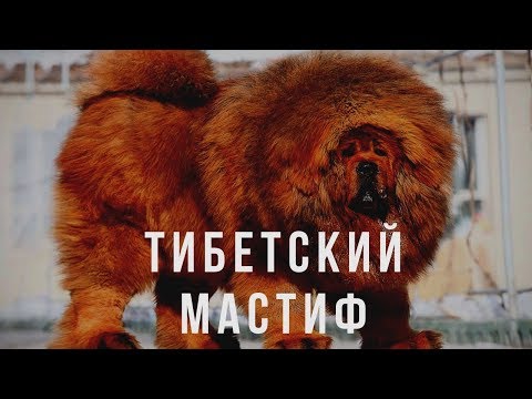Видео: ТИБЕТСКИЙ МАСТИФ - ВСЕ О ПОРОДЕ.