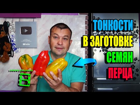 Видео: КАК СОБРАТЬ СЕМЕНА ПЕРЦА БОЛГАРСКОГО? ЗАГОТОВКА СЕМЯН ПЕРЦА. ЭКОСАД (ОГОРОД) И ТЕПЛИЦА 22-38
