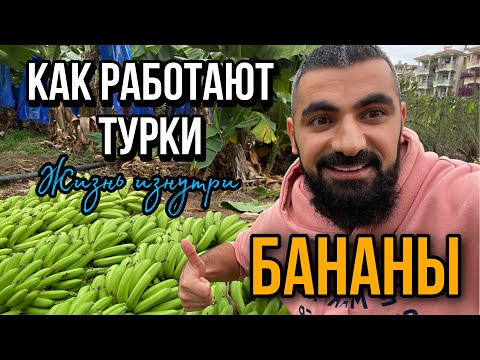 Видео: ТУРКИ УДИВИЛИ! КАК И ГДЕ РАСТУТ БАНАНЫ В АЛАНИИ. ЖИЗНЬ ИЗНУТРИ.