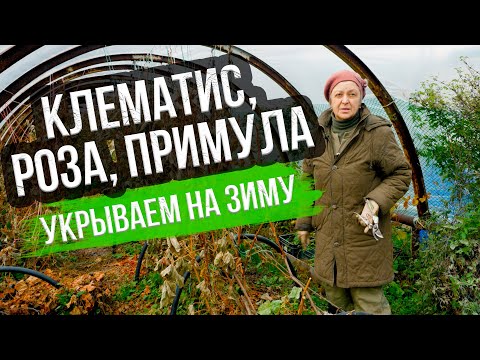 Видео: Укрываем на зиму. Клематис, роза, примула
