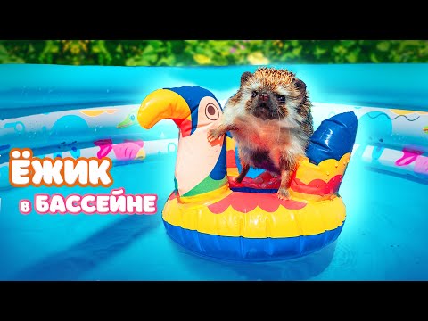 Видео: ЕЖИК ПЛАВАЕТ в НОВОМ БАССЕЙНЕ на ПЛАВАТЕЛЬНОМ КРУГЕ и ГУЛЯЕТ по ОГОРОДУ