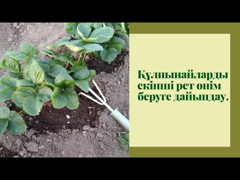 Видео: Құлпынайлардың өнімін жинап алғаннан кейін не істейміз? Құлпынайлардың өнім бергеннен кейінгі күтімі