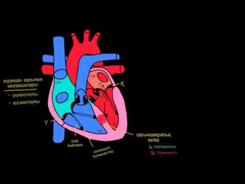 Видео: Жүрек қабаттары