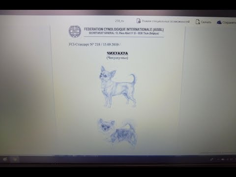 Видео: ЧИХУА КОББИ ИЛИ ДИР ( ОЛЕНИЙ ТИП ) -   РАЗНЫЕ ЦЕНЫ НА ЩЕНКОВ ?( ПИТОМНИК "МАРИ МИСТИК" )