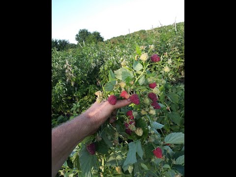 Видео: Малина Джоан джей без подвязки.
