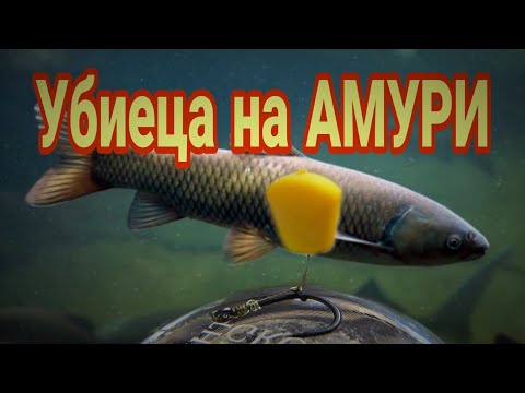 Видео: Убиец На Амури И Не Само