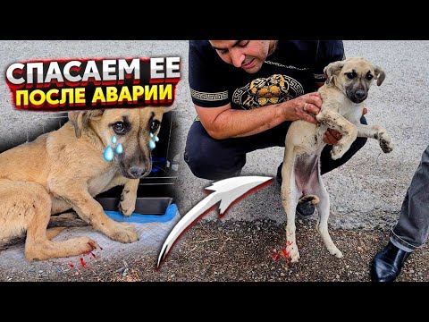Видео: Щенка ВЫКИНУЛИ на улицу и через 2 часа ее СБИЛА машина😱