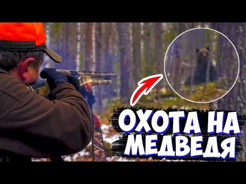 Видео: Охота на МЕДВЕДЯ с лайками. Добор ПОДРАНКА.  АТАКА двух медведей (2 часть)