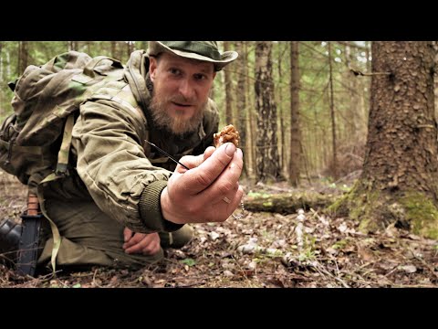 Видео: Поход за Грибами 2020! Грибы в Сметанном Соусе с Картохой в Казане!