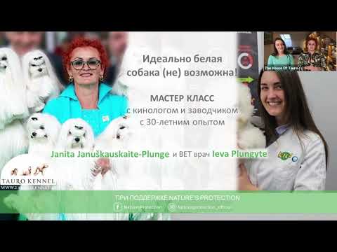 Видео: МАСТЕР КЛАСС Идеально белая собака невозможное возможно!