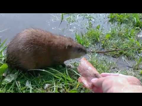 Видео: Наглая ондатра