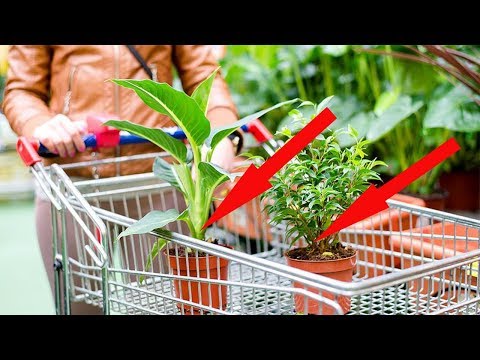 Видео: БҰЛ БӨЛМЕ ӨСІМДІКТЕРІ СІЗДЕРДІҢ ҮЙЛЕРІҢІЗДЕ БОЛУ ҚАЖЕТ