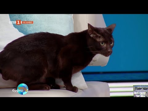 Видео: Фелинология със сърце – международна изложба на котки, 100% будни - 24.04.2025 по БНТ