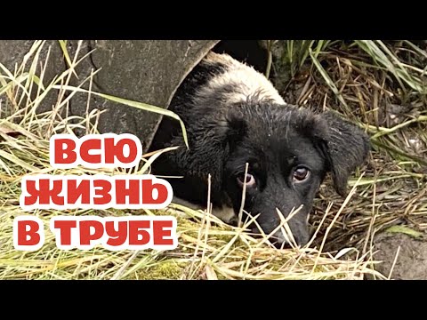 Видео: Всю жизнь в сточной трубе. Вытащим щенка или нет...