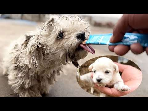 Видео: Я думал, мама-собака 🐶 просто проходила мимо, но она с милыми щенками устроилась у нас дома 🐶❤️