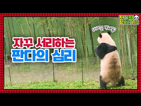 Видео: (SUB) Панда-вор крадет побеги бамбука😋│ Мир панд🐼