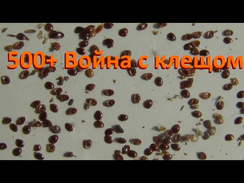 Видео: 500+ Как мы боремся с клещом