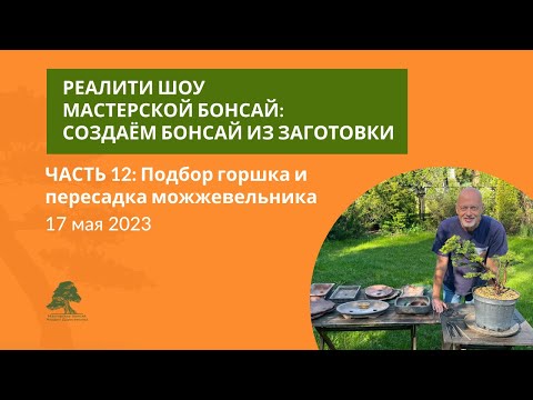 Видео: Пересадка можжевельника бонсай. Андрей Дарусенков