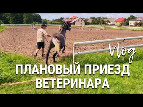 Видео: Плановый приезд ветеринара