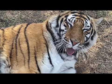 Видео: Тигрица Диана и Раджа НАХОДЯТ ОБЩИЙ ЯЗЫК !!