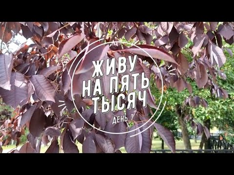 Видео: ЖИВУ НА 5 000 С ДВУМЯ ДЕТЬМИ ДЕНЬ 7