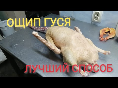 Видео: ОЩИП ГУСЯ. СУПЕР СПОСОБ