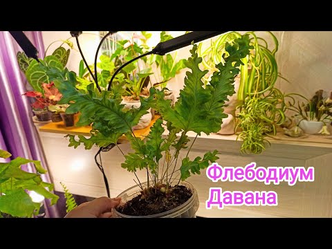 Видео: Флебодиум Давана