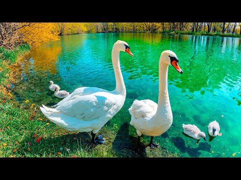 Видео: Моменты семьи Лебедь🦢 Расслабляющая музыка для исцеления сердца и умиротворения разума🌸 Эмоционал...