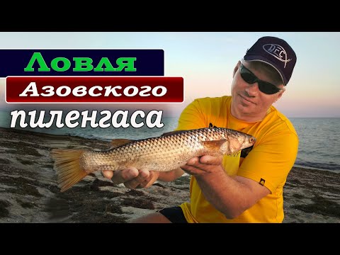 Видео: Ловля ПИЛЕНГАСА с НУЛЯ