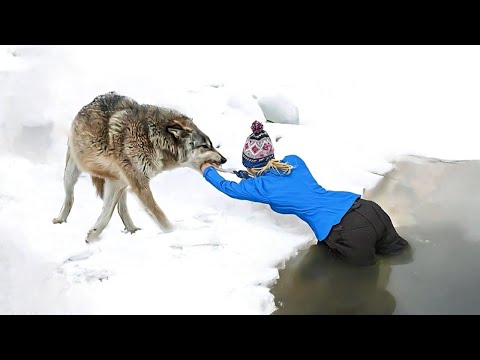 Видео: Животные СПАСАЮТ Людей! Топ 10 Животных Героев Спасших Жизни!