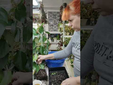 Видео: Обрезка и пересадка гибискусов. 🌺🌺🌺#комнатныерастения #гибискус #обрезка #растения #цветы