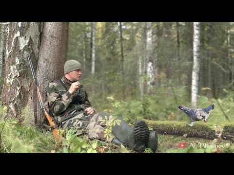 Видео: Осенняя охота на рябчика. Моя первая охота с манком! Hazel Grouse hunting