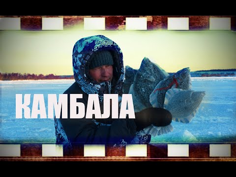 Видео: КАМБАЛА