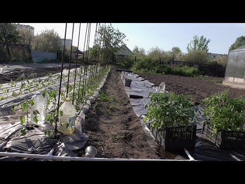 Видео: У нас в Сибири +32 в тени! Аномальная жара началась в мае! А нужно высаживать томаты! Обзор 18 мая.