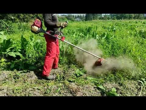 Видео: Как косить мотокосой ЛЕСКОЙ картофель осенью?