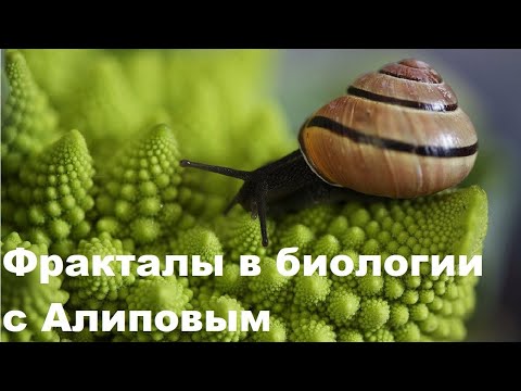Видео: Фракталы в биологии с Алиповым