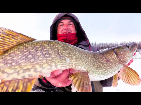 Видео: ЛУЧШАЯ ЗИМНЯЯ РЫБАЛКА В МОЕЙ ЖИЗНИ! ЖОР РЫБЫ!! СИГ, ЩУКА, ОКУНЬ! ТРОФЕЙ НА МЯСО! ВОТ ЭТО ЭМОЦИИ!!