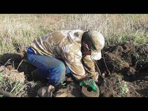 Видео: Тяну металл из кучи. Отличный сброс.