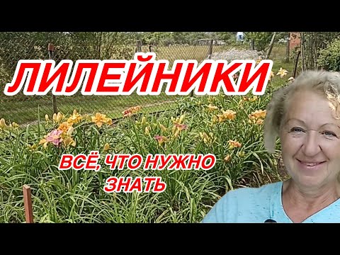 Видео: Важно знать про лилейники: посадка, полив и размножение.