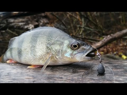 Видео: Поставил приманку 2 дюйма, упитанные окуня на каждом забросе