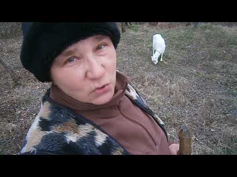Видео: Коза и ее вымя